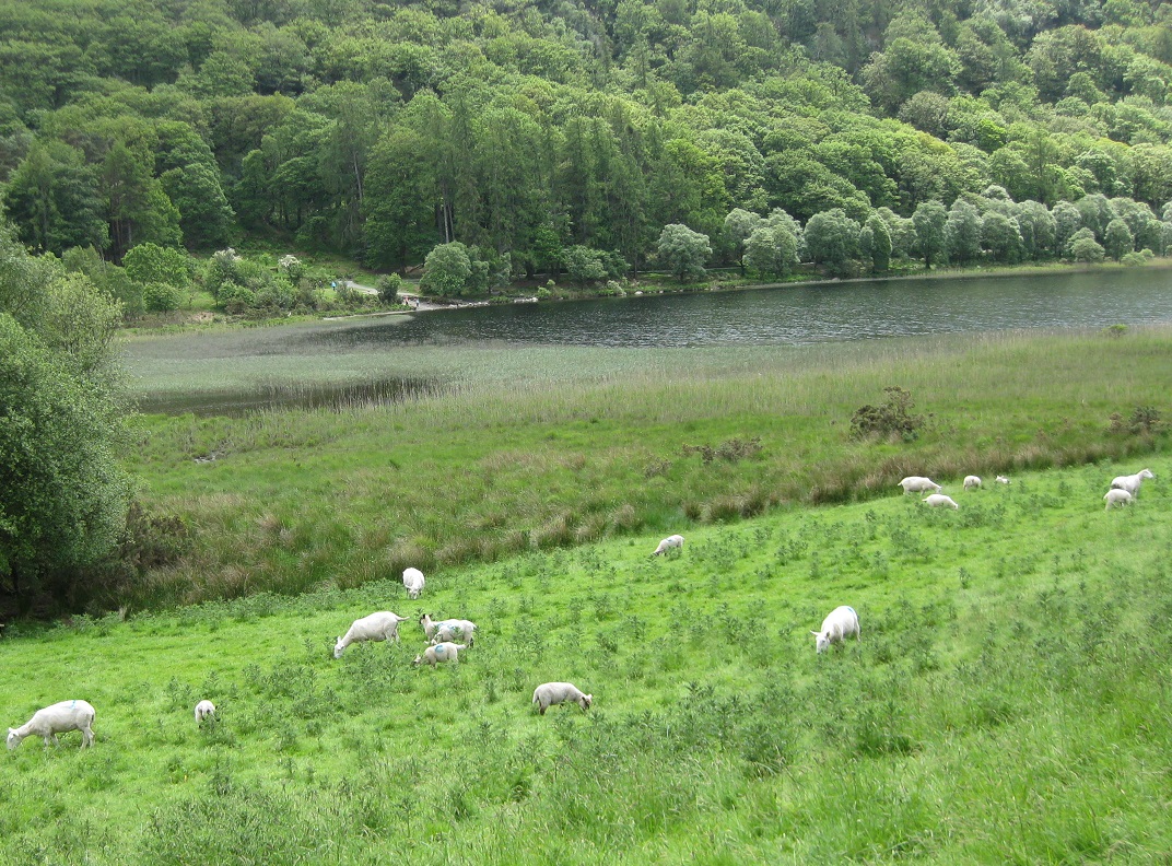 Glendalough Sheep