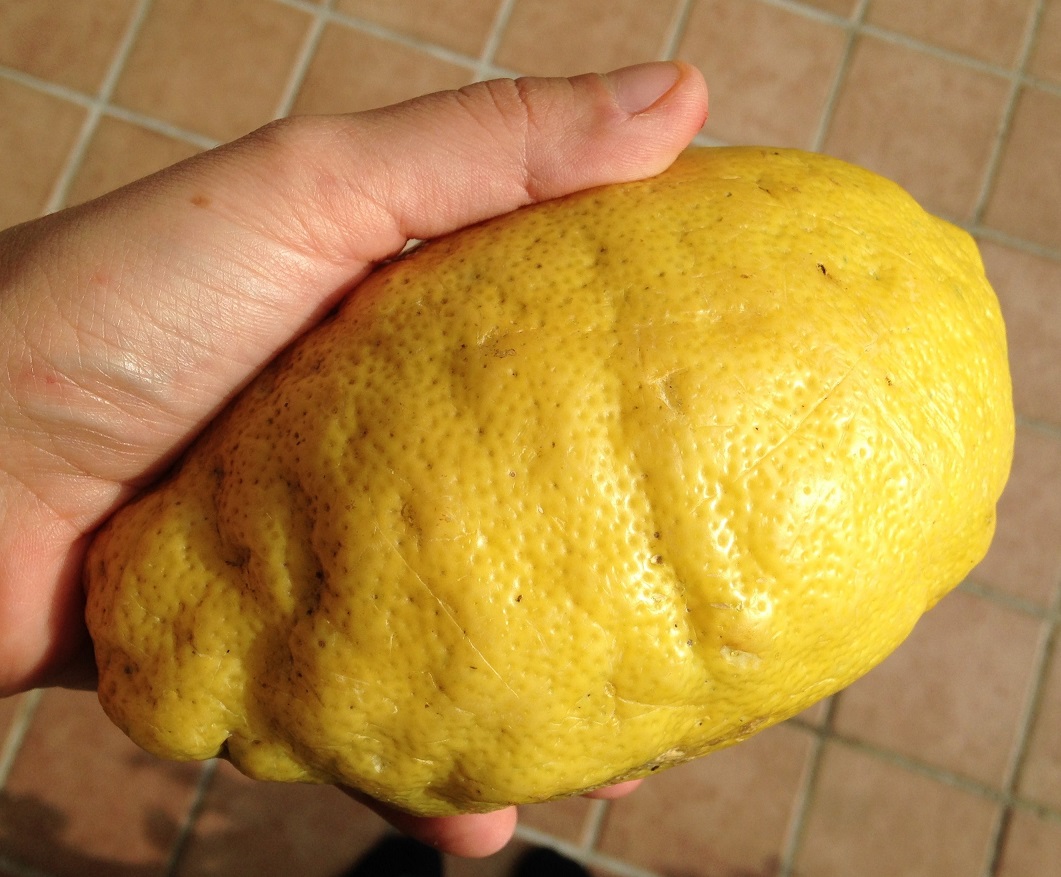 Maiori Lemon
