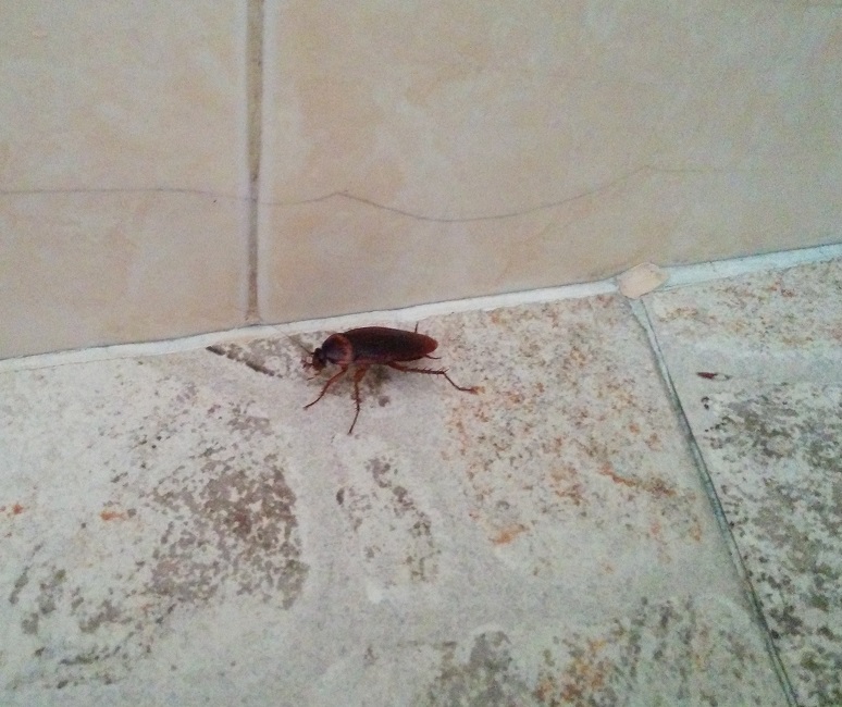 Cambodian Cockroach