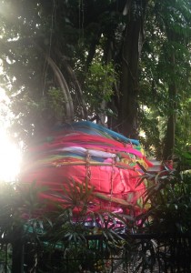 Wrapped Tree in Thailand