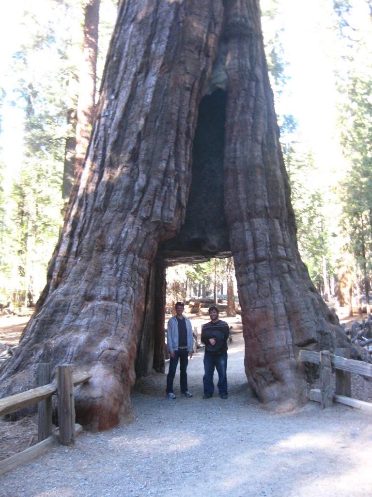 Mariposa Sequoia Grove