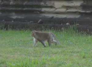 Monkey in Siem Reap