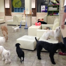 Seoul Puppy Cafe